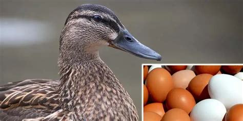 Can Ducks Eat Eggs Ducks Guide