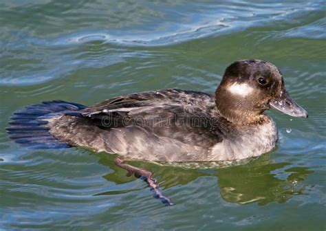 Bufflehead Duck Bucephala Albeola Stock Photo Image Of Close Greater