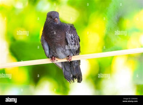 One Grey Pigeon Sitting On Green Background Stock Photo Alamy