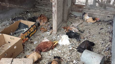 Help Something Killed 20 Of My Hens In One Night