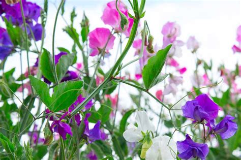 sweet pea information