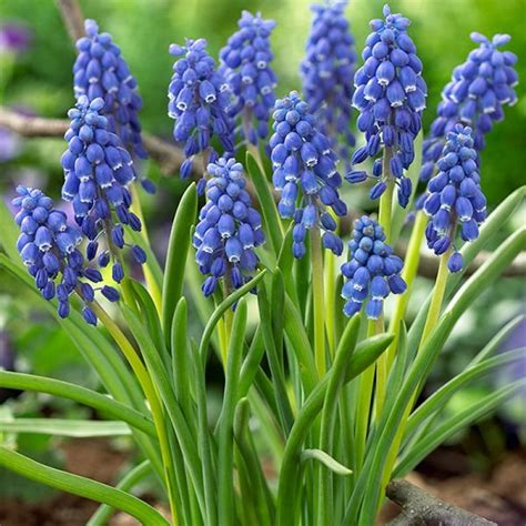 Muscari armeniacum - Мускари (Кукувиче грозде)