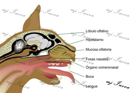 Organul Vomeronazal Al Pisicilor La Ce Serve Te
