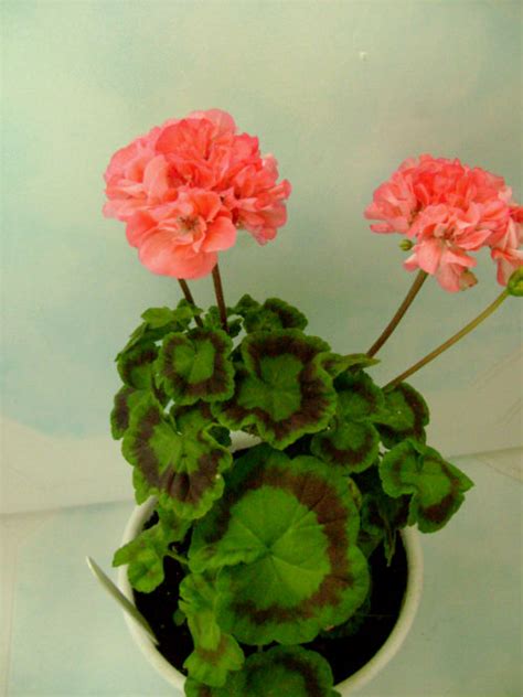 Пеларгония Powder Puff