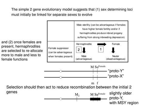 Ppt The Evolution Of Sex Chromosomes Similarities And Differences