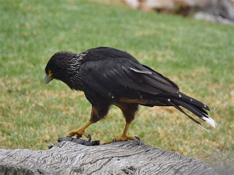 phalcoboenus australis striated caracara  zoomarine