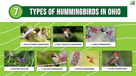 Hummingbirds In Ohio 7 Types And The Plants They Love A Z Animals