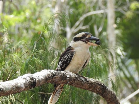 Laughing Kookaburra - The Australian Museum