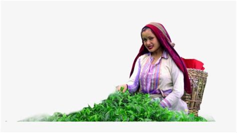 Tea Garden In Darjeeling, HD Png Download , Transparent Png Image - PNGitem