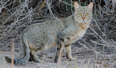 african wildcat facts distribution population biodb