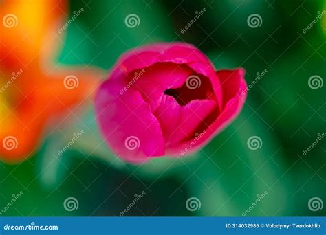 Vagina Flower Concept Sexy Flower Pussy Vulva And Clitoris Concept Sexy Flowers Orgasm And