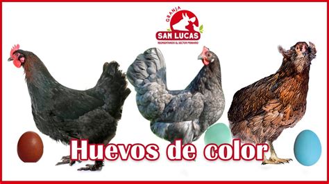 Gallinas Que Ponen Huevos De Color Raza Ameraucana Isbar Marans