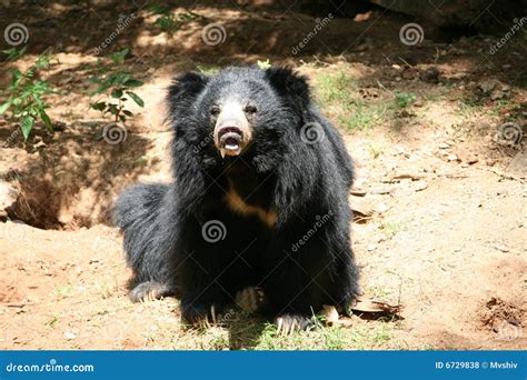 indian sloth bear stock photo image  captive black