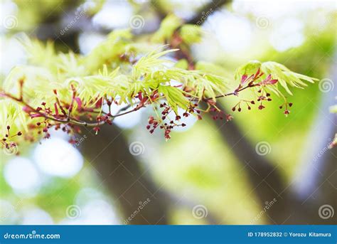 Japanese Maple Flowers Stock Photo Image Of Seasonal 178952832