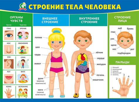 Части Тела Картинки Для Детей Карточки — Красивое Фото