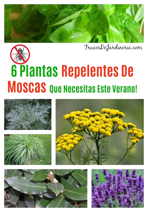 6 Plantas Repelentes De Moscas Que Deberías Tener Alrededor De Tu Casa