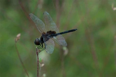 Marl Pennant In September 2010 By Moses Michelsohn INaturalist