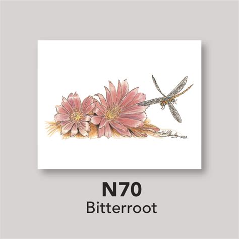 Bitterroot Flower Drawing | Best Flower Site