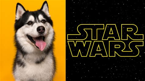 The Ultimate Guide to Star Wars Dog Names for Your Furry Jedi - Rocky ...