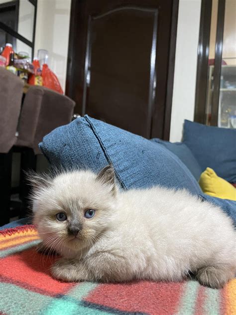 Persian x Siamese x Himalayan Kitten - Pet Finder Philippines - Buy and