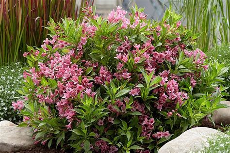 Pruning Weigelas How And When To Trim Weigela Bushes Artofit