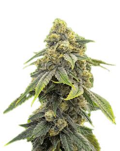 Alien Technology Strain Feminized Cannabis Seeds Rocket Seeds