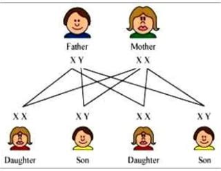 Chromosomes Sex Determination Pdf