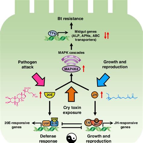 Linkage Of Cry1Ac Resistance Phenotype To Increased 20E Titers In The