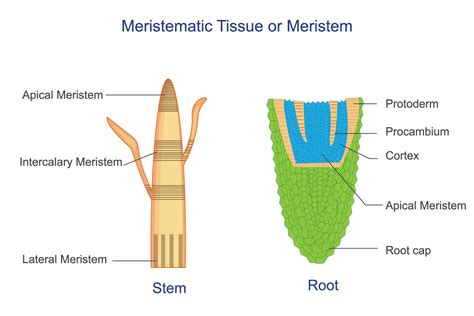 Meristematic Tissue Or Meristem Is Plant Tissue Responsible For Growth