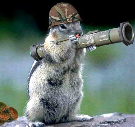 ARMY squirrel by jonnyx4 on deviantART