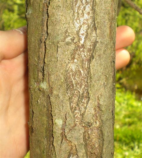 Tom S Trees Pussy Willow Salix Discolor