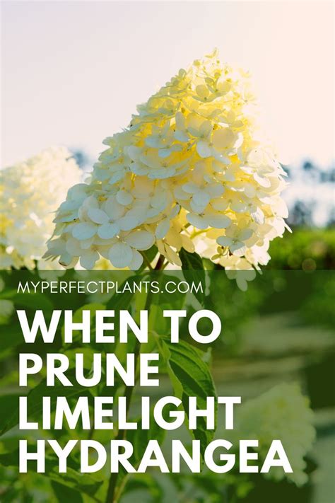 How to Prune Limelight Hydrangea| When to Plant Limelight Hydrangea | Limelight hydrangea ...