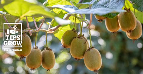 Come Coltivare Il Kiwi In Giardino Curarlo E Raccoglierlo La Guida C