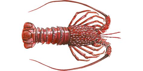 Tristan Da Cunha Rock Lobster Lobster Seafood Recommendation Seafood