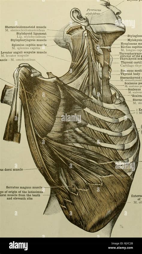 Hyoglossus muscle hi-res stock photography and images - Alamy