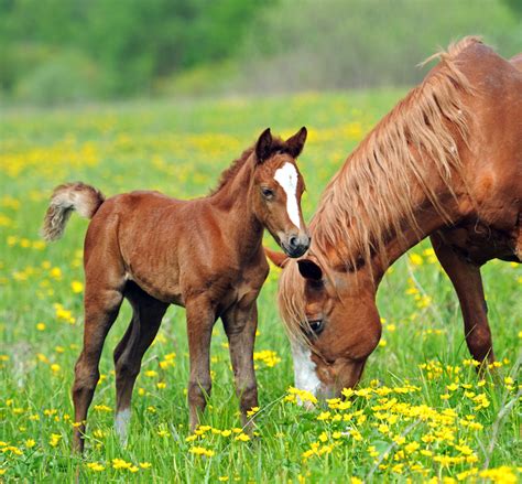 Fattest Horse Alive