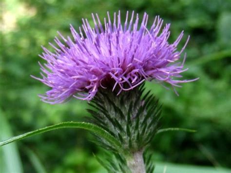 ノハラアザミの花。【高尾山での自然観察・その10】 | しろうと自然科学者の自然観察日記 - 楽天ブログ
