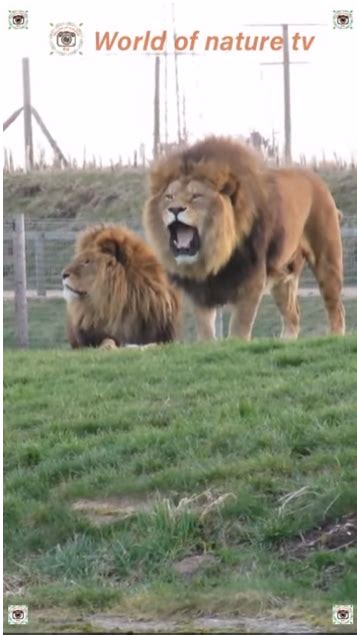 The Lion Roars 🦁 Lions Roaring Compilation Part 1 🦁 World of nature tv ...