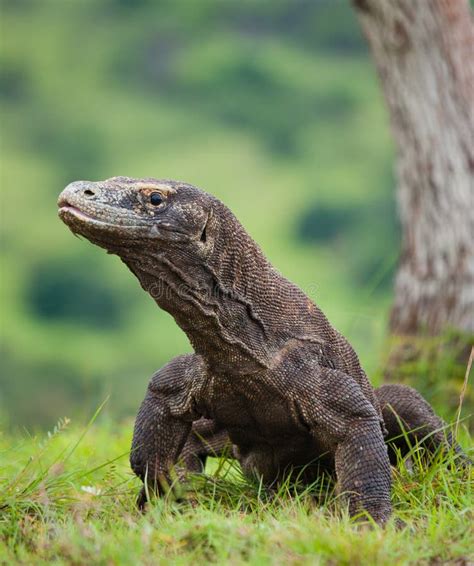 Ritratto Di Un Drago Di Komodo Primo Piano L'indonesia Parco Nazionale