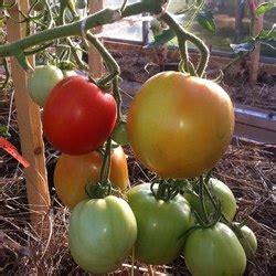 Томат Санрайз: ОТЗЫВЫ (11), фото, урожайность, особенности выращивания ...