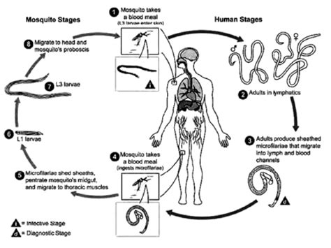 Life Cycle Of Filarial Parasite Download Scientific Diagram