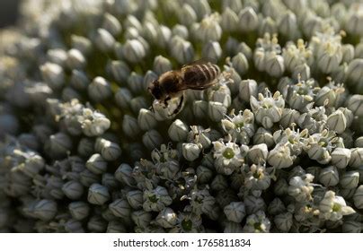 413 Entomophily Images, Stock Photos & Vectors | Shutterstock