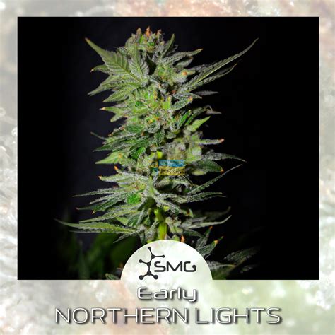 Early Northen Lights Feminized