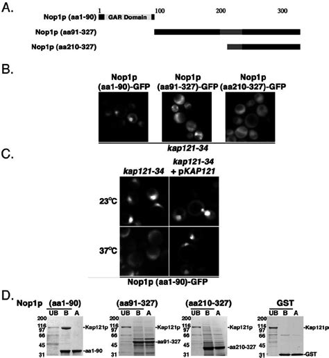 The GAR Domain Of Nop1p Interacts Directly With Kap121p And Contains A