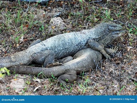 Mating Lizards Stock Images Image 20935814