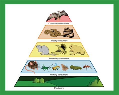 Tropical Rainforest Trophic Pyramid