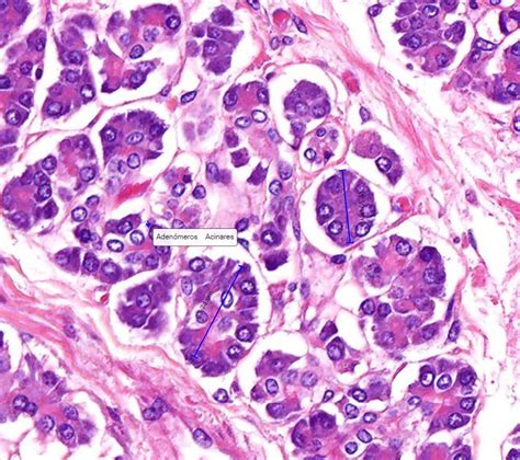 Tejido Epitelial Glandular Histolog A Histolog A Tejido Epitelial The