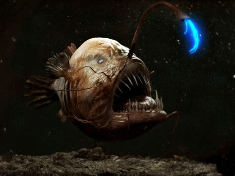 Deep Sea Creatures: 7 Of The Most Mysterious Ocean Animals