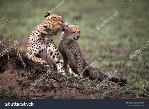 African Cheetah Cubs