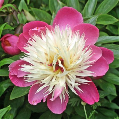Hot Pink Peony Bulbs For Sale Bowl Of Beauty Fragrant Iplantbulbs